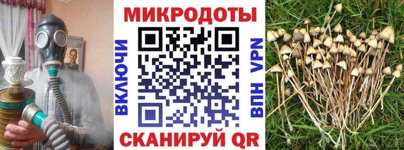 Купить  Майкоп  Галлюциногенные грибы Psilocybine cubensis 